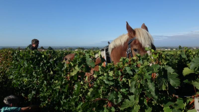 Conduite de la vigne au cheval - Tradition